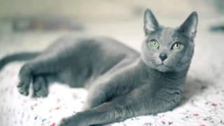 ryuichi sakamoto aoneko no torso