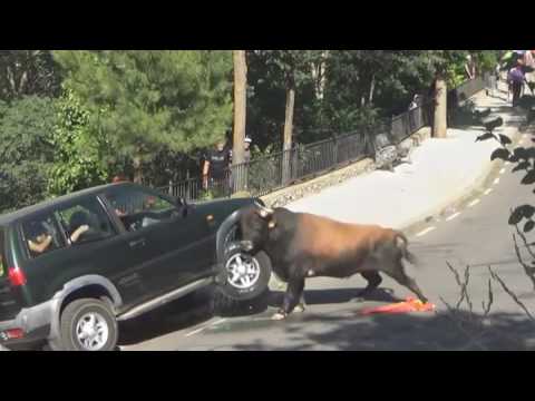La Potenza Di Un Toro Contro Un'Auto