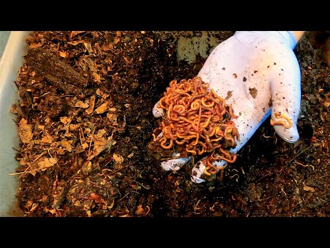 118-day mixed worm bin near age when bins begin foraging - worm farm vermicompost