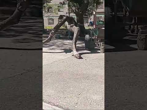 visitando una feria agrícola en Bayamo,Granma #entretenimiento #diversionsinlimites #familytime