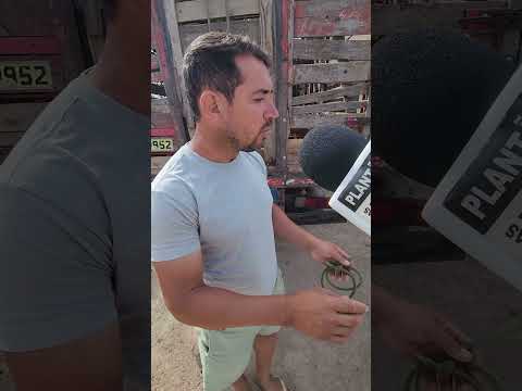 Potra com raça em Cachoeirinha-PE