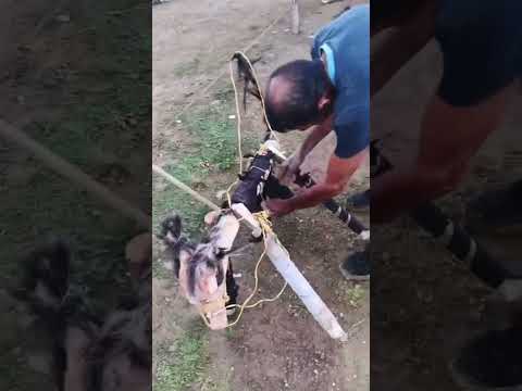 Fiestas de la recocha, San pedro de uraba