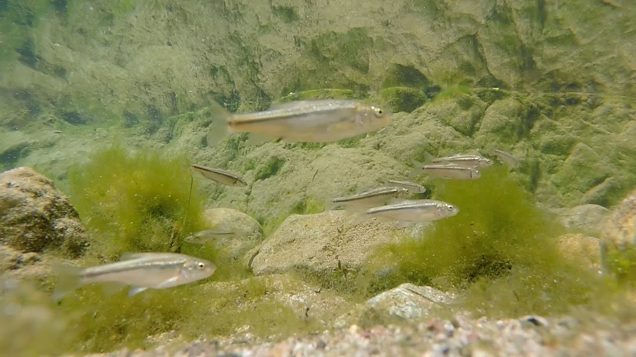 Longfin Dace