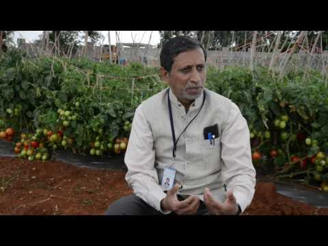 Interview by Dr.M.R.Dinesh, Director, ICAR-IIHR during Field day on Tomato F1 hybrid Arka Rakshak  held on 18thAugust 2016 