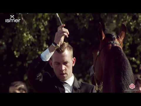 N 151 AFNAS AL SHAHANIA   Strohen 2020 International Show   Yearling Colts Class F