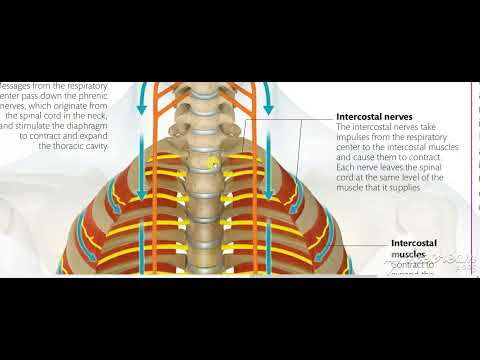 Thoracic cage