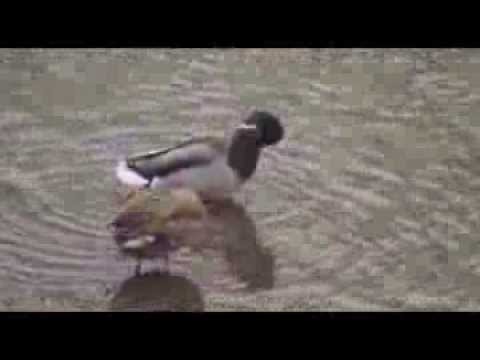 Jutranje umivanje rac (Morning wash of the ducks)