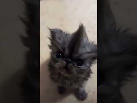 Kevin with the Mohawk