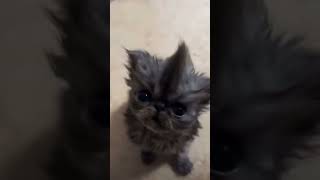 Cover art for Kevin Wit Da Mohawk