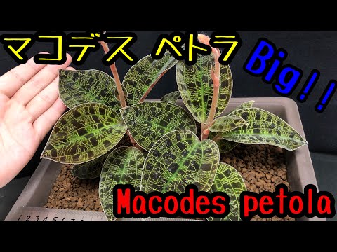 園芸 Maceron、大きなマケドニアパセリ