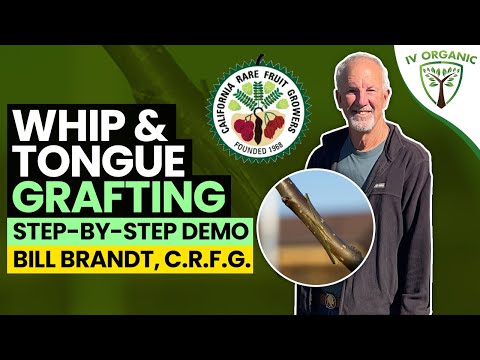 Método de injerto de lengua y látigo | con Bill Brandt, CRFG.org