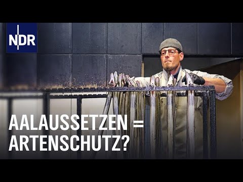 Video Thumbnail: Streit um den Aal: Zwischen Aalaussatz und Fangverbot | Doku | NDR | 45 Min
