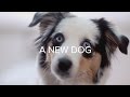 A New Dog
