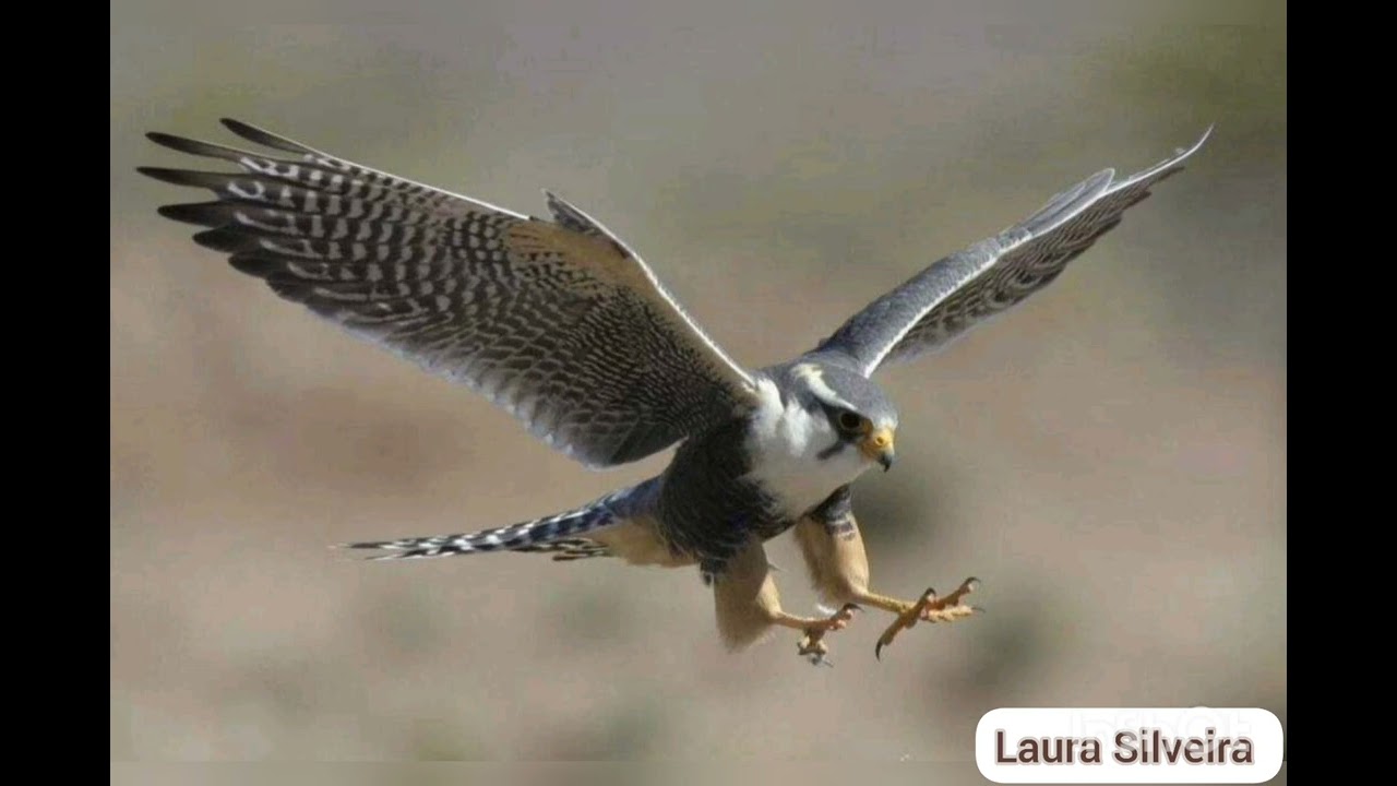 🦅 ARQUÉTIPO DO FALCÃO - A descoberta do propósito de vida