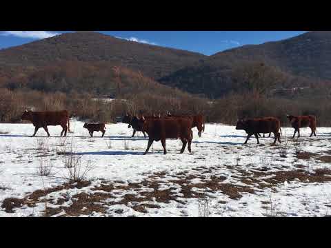 Goveda Salers idu na sijeno. Zima. Livno.