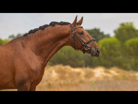 Horse for Sale |  Talented and charming piro free 4YO by Rubi AR  (REF#778)