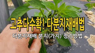 고추 다수확! 다분지재배법 분지(가지) 정리법 소개 / 4분지재배법