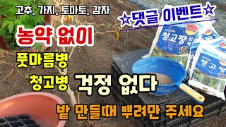 ★이벤트★ 고추.가지.토마토. 풋마름병 청고병 밭에 간단히 뿌려 예방하세요 청고팡입제수화제 청고병약