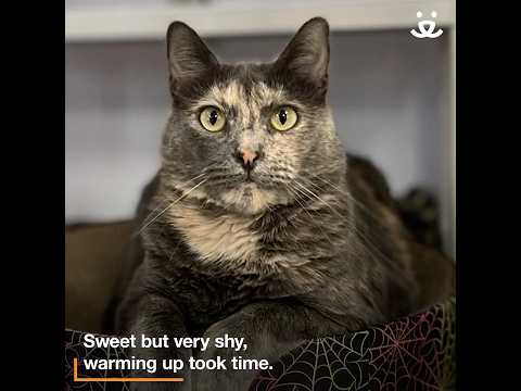 Foster helps shy cat find her frisky side