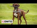 Greedy Dog Swallows 16 GOLF BALLS On His Morning Walkies SWNS
