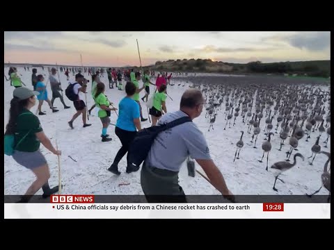How to tag 600 baby flamingos for science in Spain - BBC News - 31st July 2022