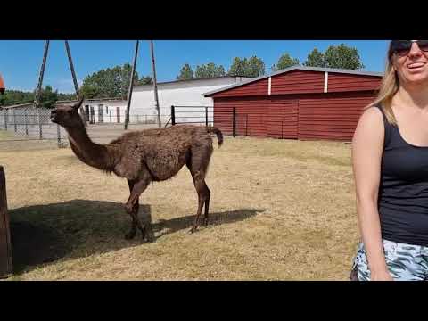 ostrich farm in Kniewo, Poland. 23/06/21