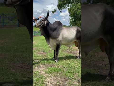 TOURO GRANDE CAMPEÃO NA PARAÍBA “ASTRO-LF🏆” #shorts