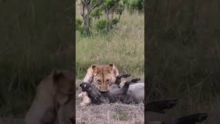 Lion preys on a warthog