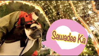 【パグ日記/Vlog】BagにPugをつめこんでぇ～♪Milk in the Bag☆