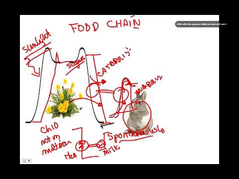 Gibbs Free energy, BIO105 Introductory Biology, David Champlin, USM