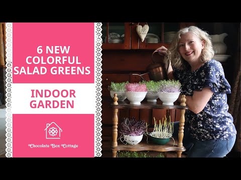 , title : 'Indoor Salad Garden Part 2 | 6 New Colorful Greens You Can Grow in the House!'