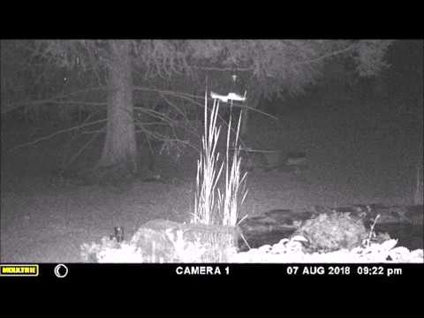 Skyfish? What is it?