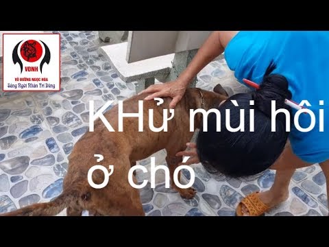 Cách khử mùi hôi ở chó cực kì hiệu quả