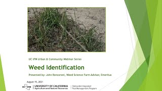 Weed Identification