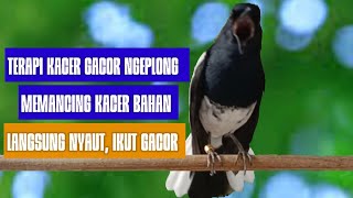 Download lagu Suara kacer ngeplong, pancingan kacer, masteran kacer bahan agar cepat bunyi gacor!! mp3