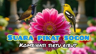 Download lagu Suara Pikat Sogon Kombinasi Sirtu Ribut Terancam mp3 Download lagu Suara Pikat Sogon Kombinasi Sirtu Ribut Terancam mp3