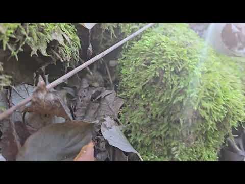 Hypnum cupressiforme (Planta)