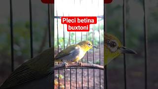 Download lagu pleci betina buxtoni #plecigacor mp3 Download lagu pleci betina buxtoni #plecigacor mp3