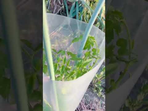 苗は小さいまま トマトの種の発芽時期