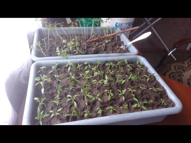 Youtube Video Youtube Video