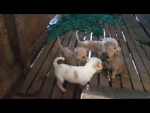 🐶हमारी प्यारी मिंटी के नन्हे बच्चे