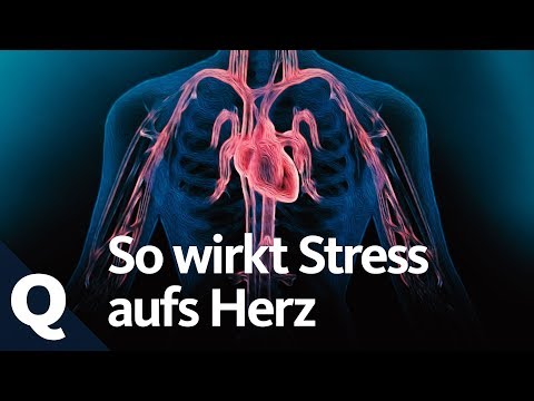 How stress makes your heart sick | Quarks