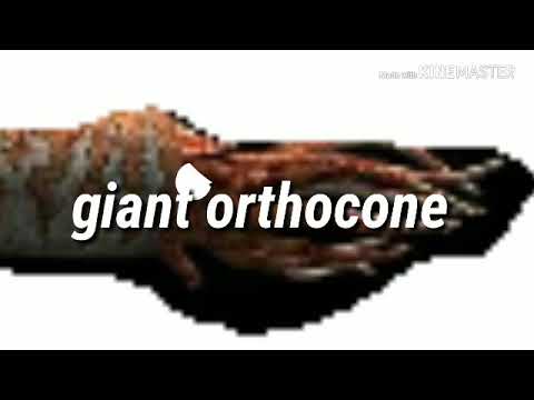 Giant orthocone vs leoprodndon