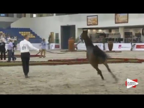 N.177 RAZI AL KHALEDIAH - Sharjah 2016 - 4-6 year old Stallions (Class 9)