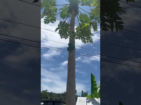 BRO I THINK IT WAS A LEPIDODENDRON TREE! #lepidodendron #shortvideo #shorts #kidsvideo #papayatree