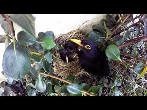 Blackbirds Nesting