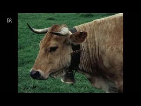Murnau-Werdenfelser Rinder - Alte Nutztierrassen Folge 35 - Rinderzucht Bayern, Dokumentat