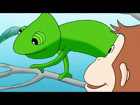Georges le Petit Singe🐵George le Petit Curieux apprend à connaître les autres animaux! 🐵Dessin Animé