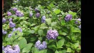 preview picture of video '八塩あじさいの里　Yashio The village of a hydrangea'