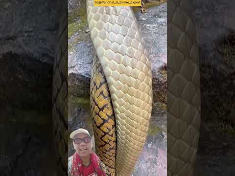 paman apa itu tongkat kayu rotan atau ulerrr sih 🤣🤣sc:@Panchal_Ji_Snake_Expert #shortsfeed #shorts